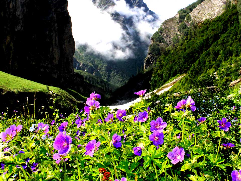 Valley of Flowers and Hemkund Trek, Uttarakhand Himalaya