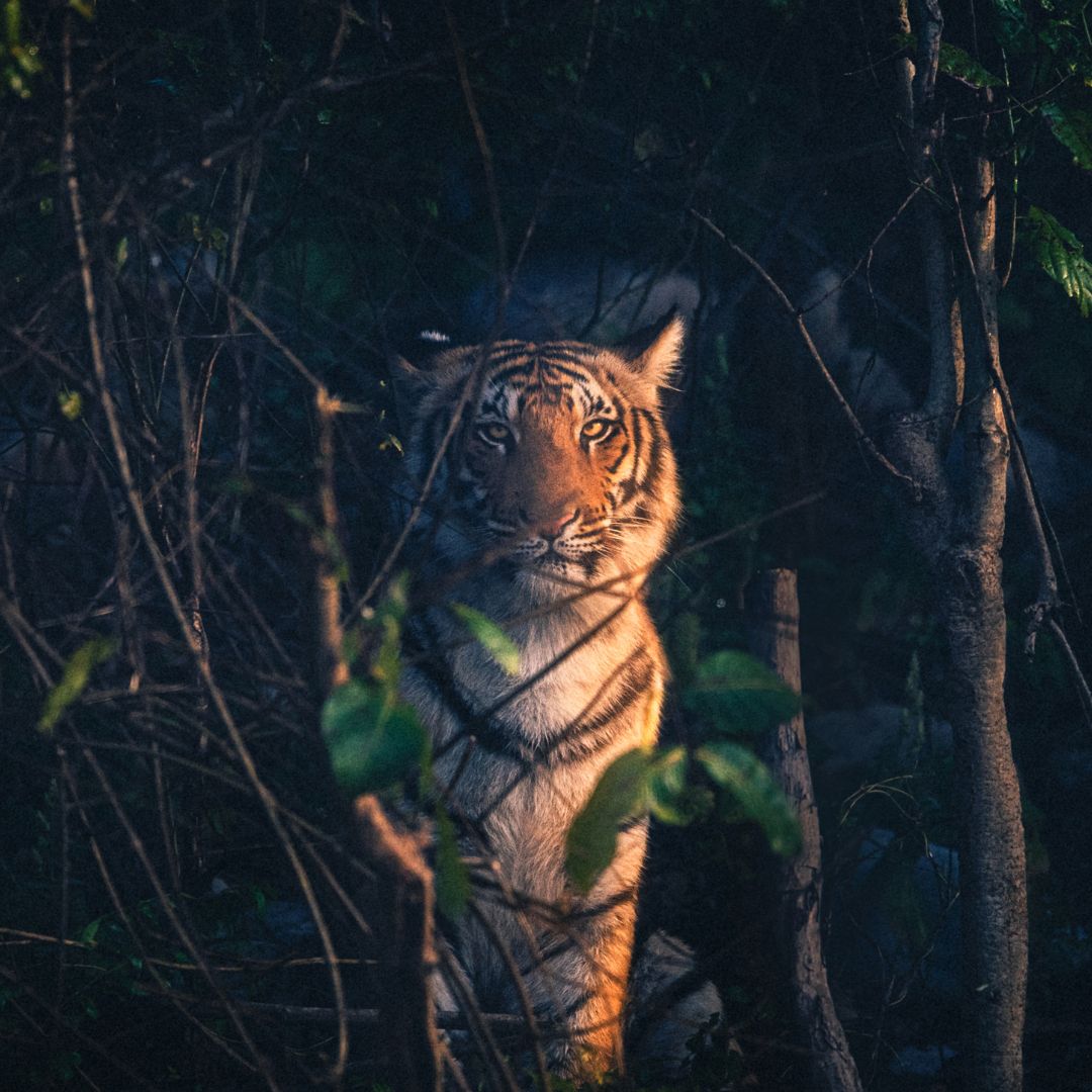 Jim Corbett National Park 