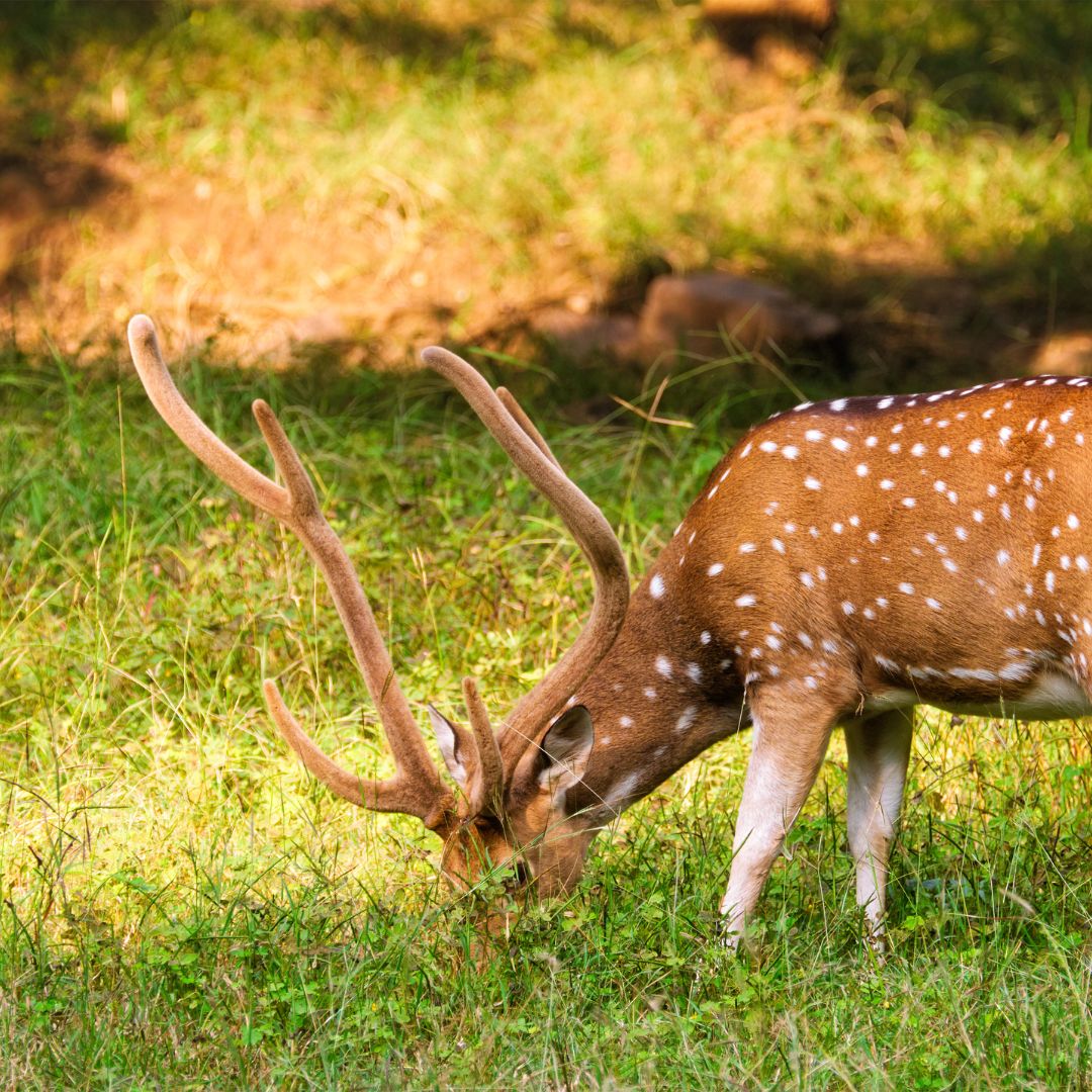 Ranthambore National Park