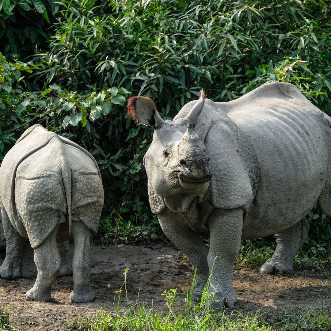 Kaziranga National Park
