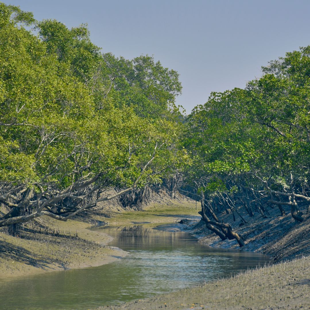 Sunderbans National Park