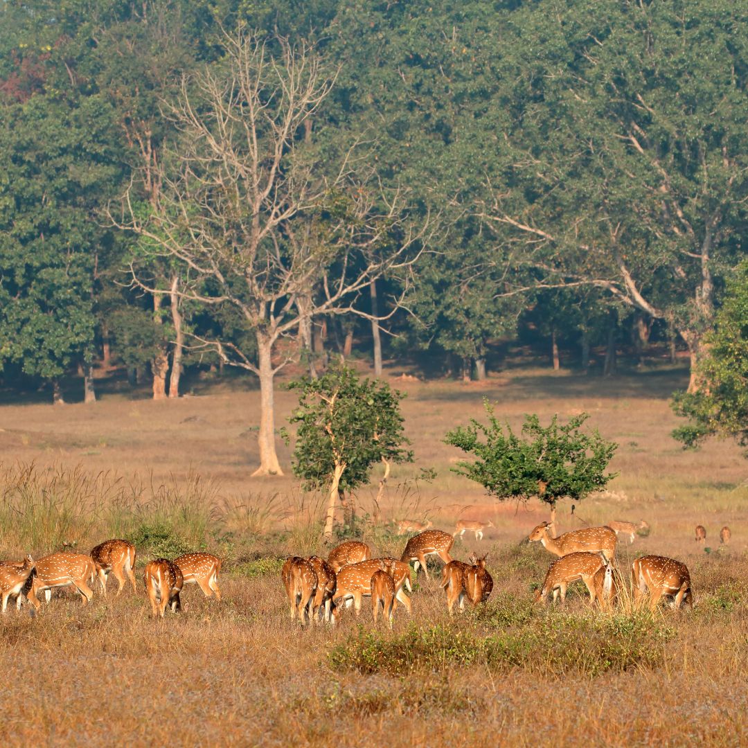 Kanha National Park 