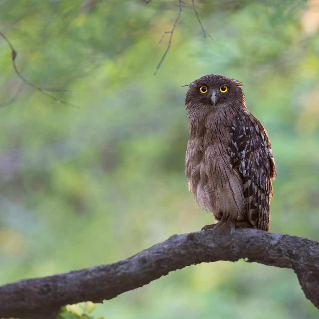 Bandhavgarh National Park