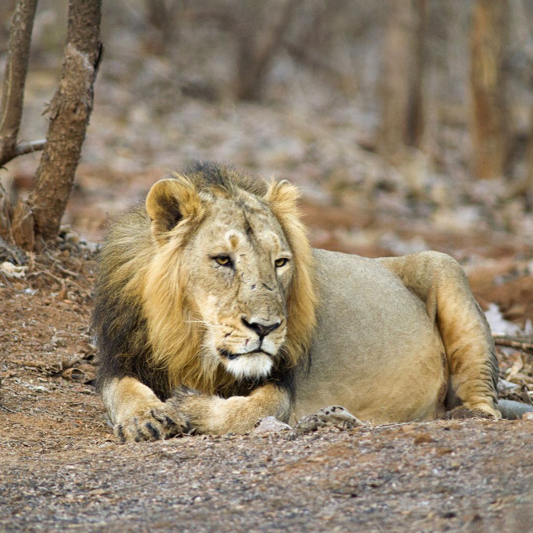 Gir Forest National Park
