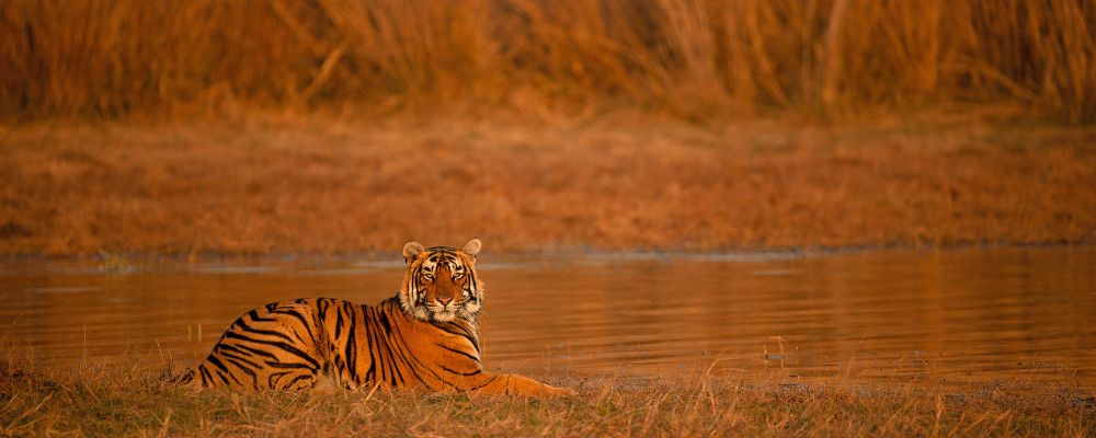 Ranthambore National Park - A Wildlife Enthusiast’s Paradise in Rajasthan