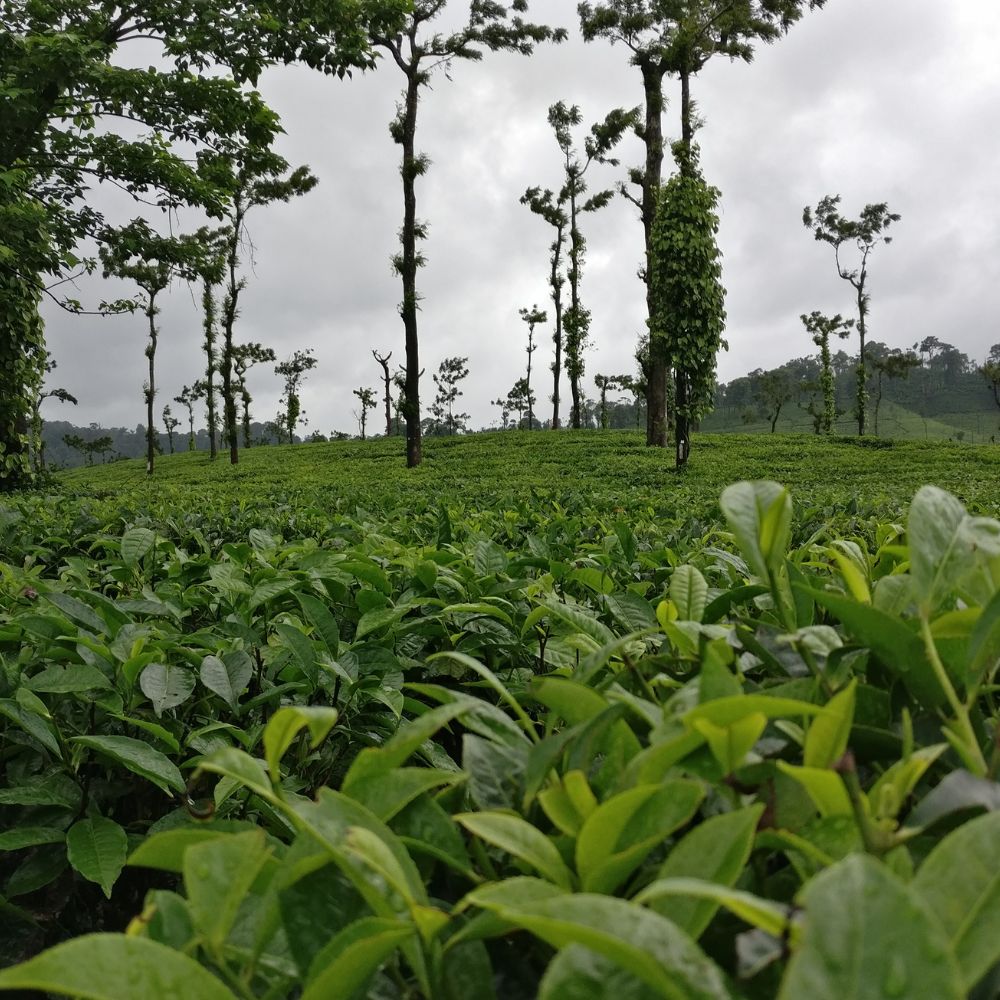 Coorg (Kodagu), Karnataka