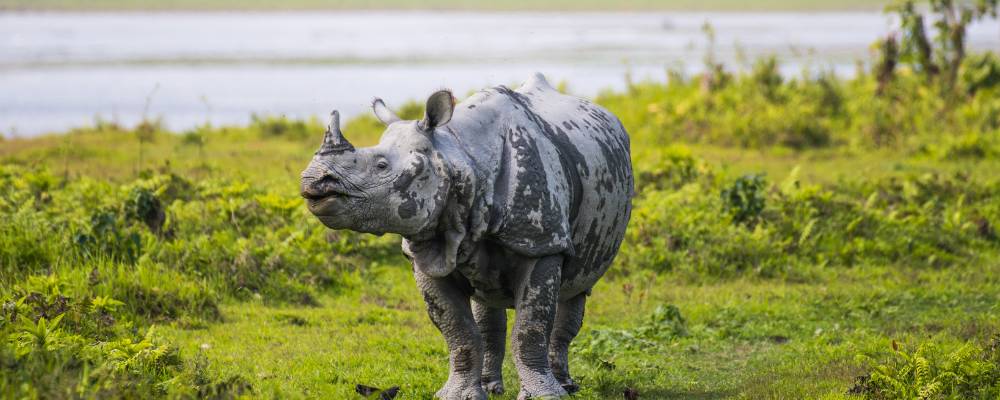 Kaziranga National Park - Nature's Masterpiece in Assam