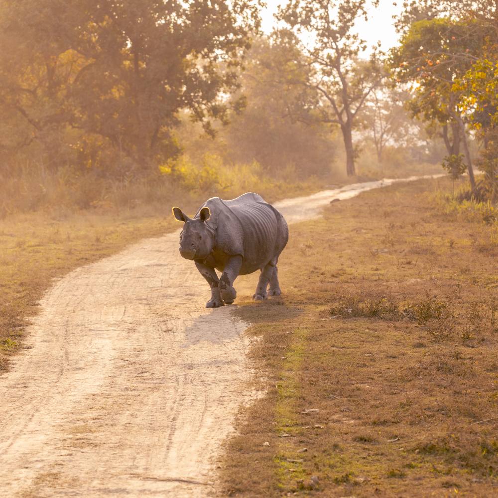 Historical Significance of Kaziranga National Park