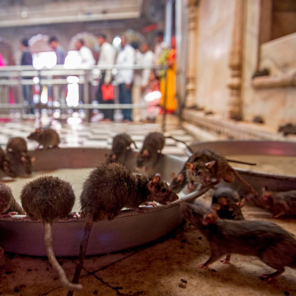 Karni Mata