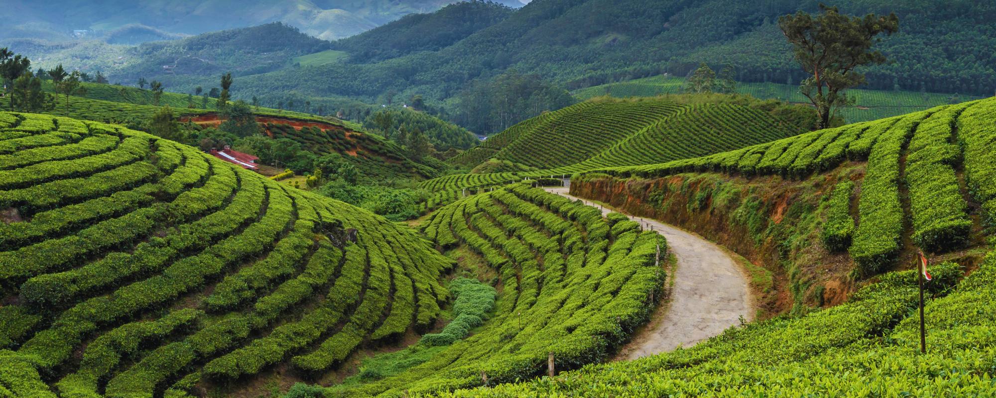 Unmissable Experiences and Things to Do in Munnar