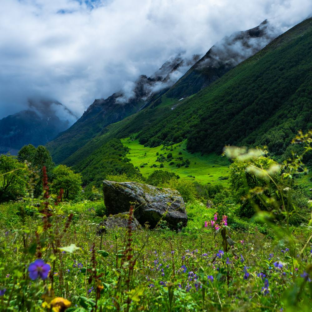 Best Time to Visit: Flowering Season and Opening Times