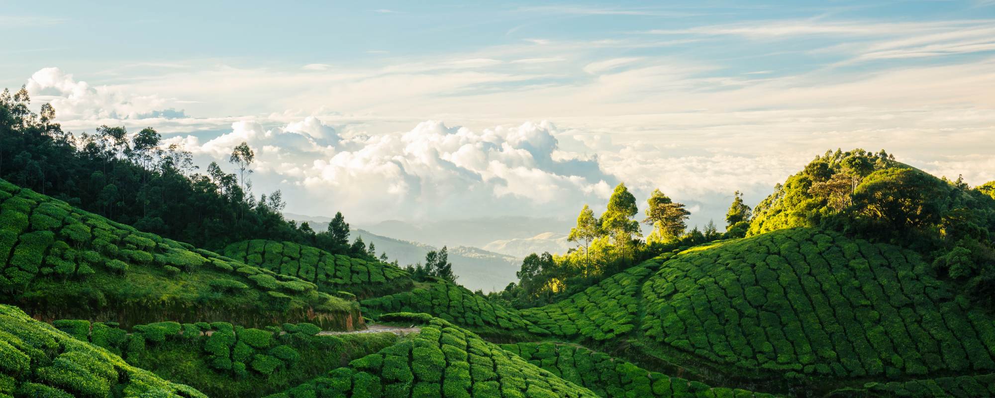 Top 10 Hill Stations in South India to Visit in 2026