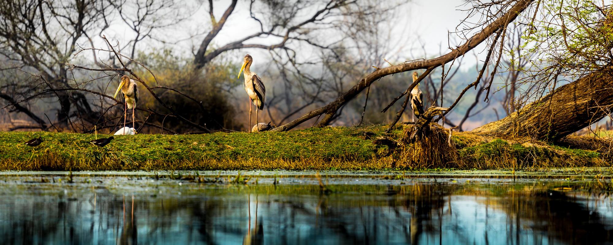 Keoladeo National Park - A Bird Sanctuary for Wildlife Experience
