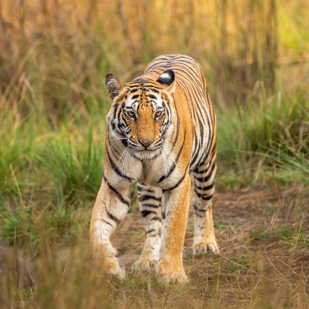 Rewa (140 km): The Land of Waterfalls and White Tigers.
