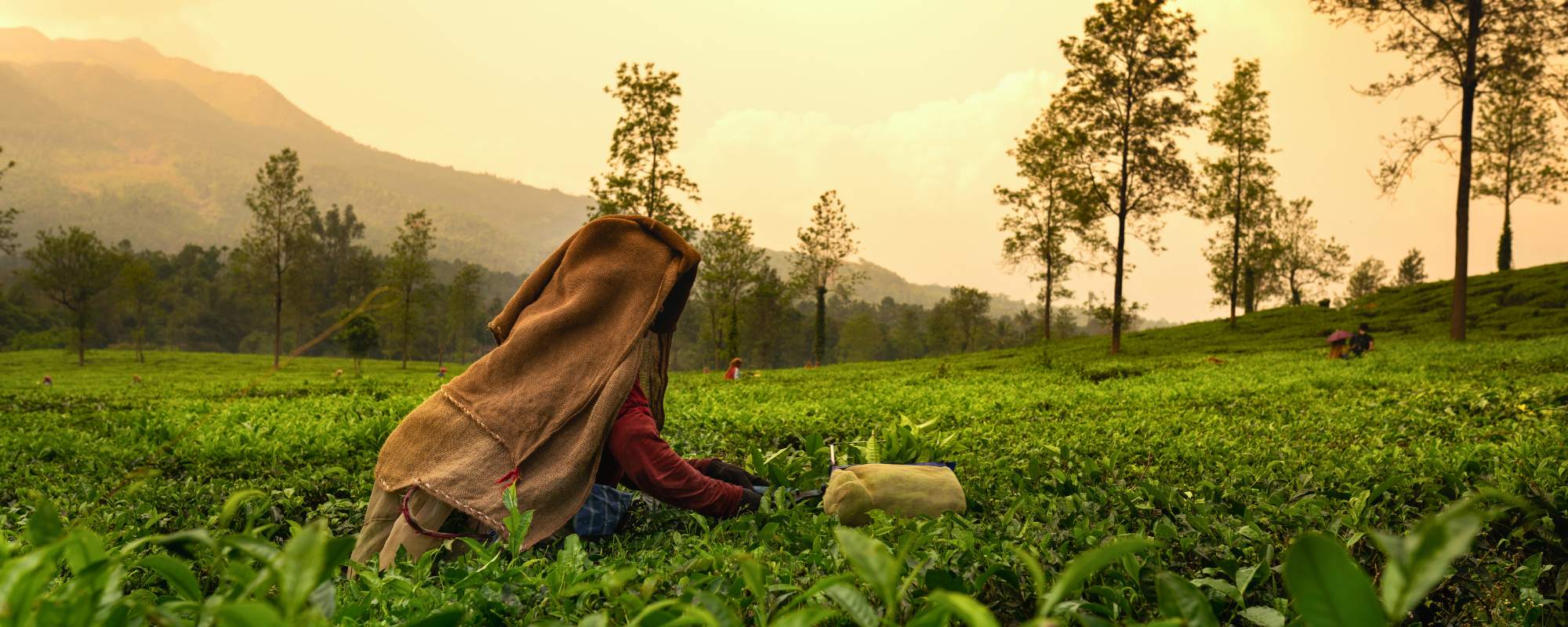 Discover India’s Most Scenic Tea Plantations