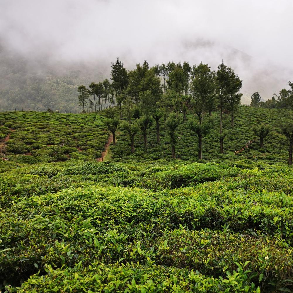 Nilgiri Tea Plantations, Tamil Nadu: The Underrated Treasure