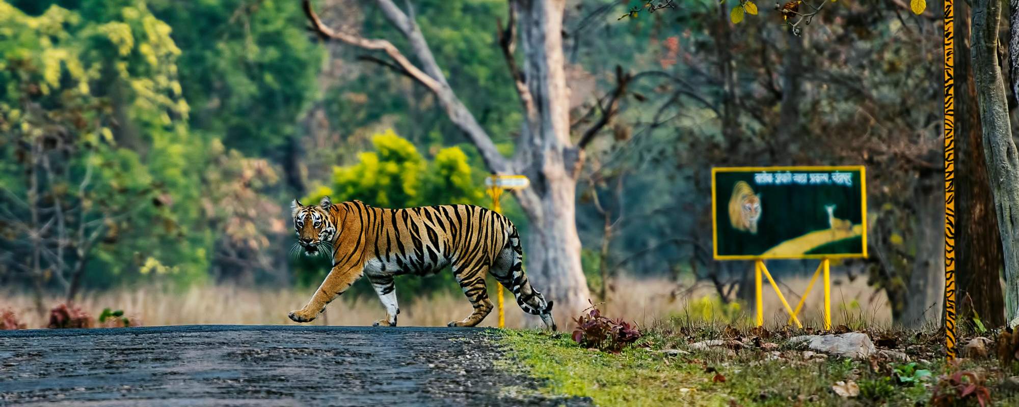 Top 12 National Parks in India for Wildlife Safaris