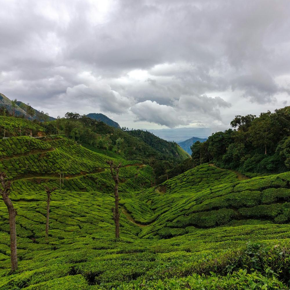 Munnar, Kerala