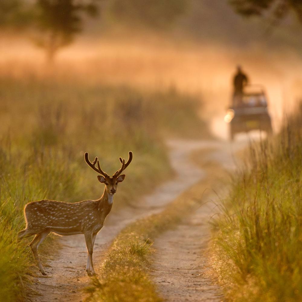 Jim Corbett National Park – Wildlife and Wilderness