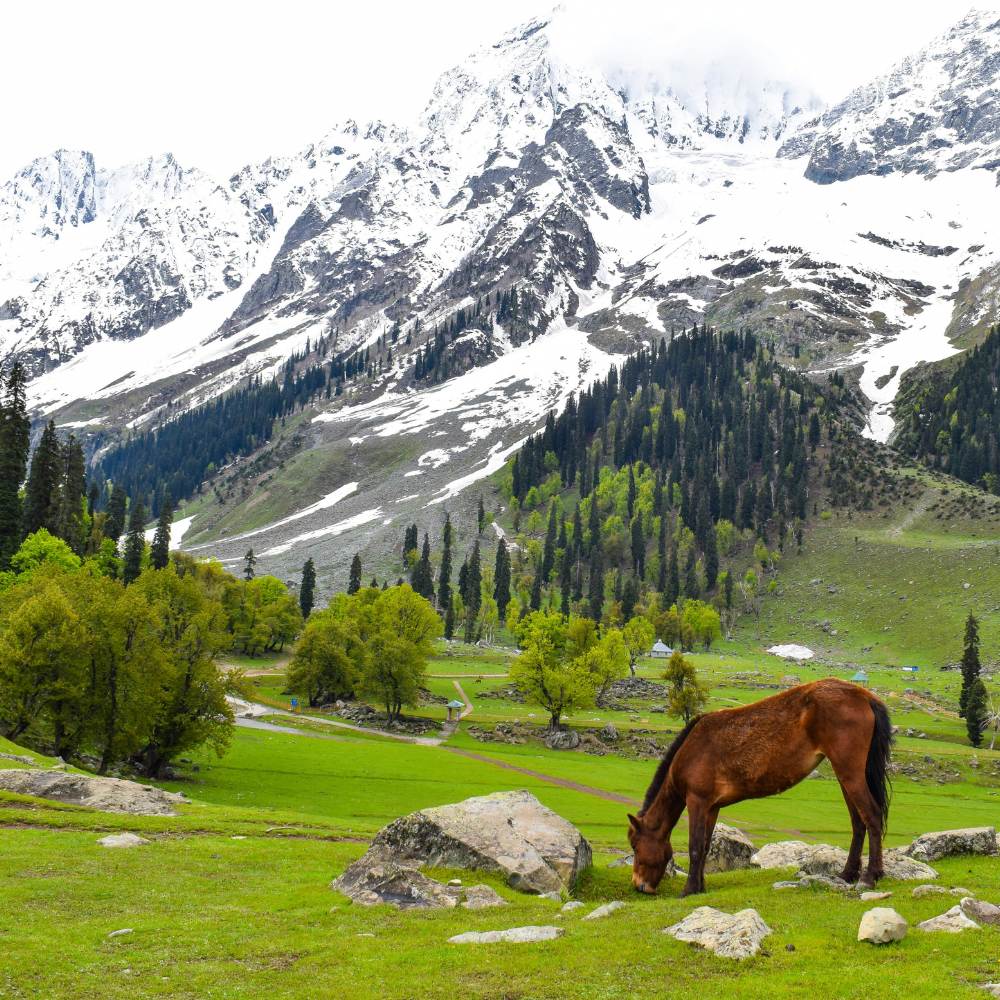 Sonamarg — The Meadow of Golden Light