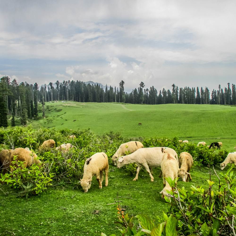 Doodhpathri — The Hidden Gem