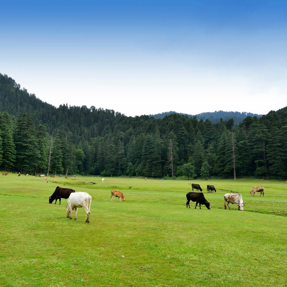 Dalhousie - Old World, Slow Pace