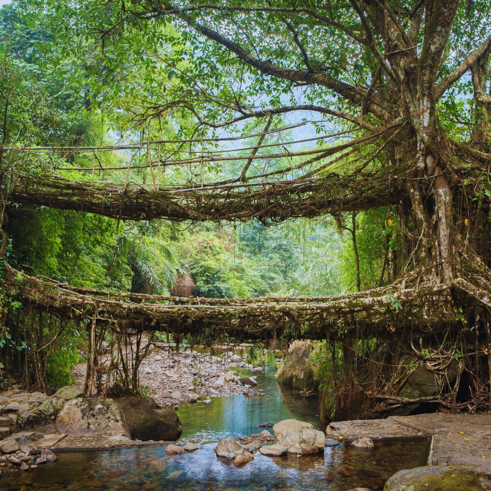 Meghalaya Living Root Bridges