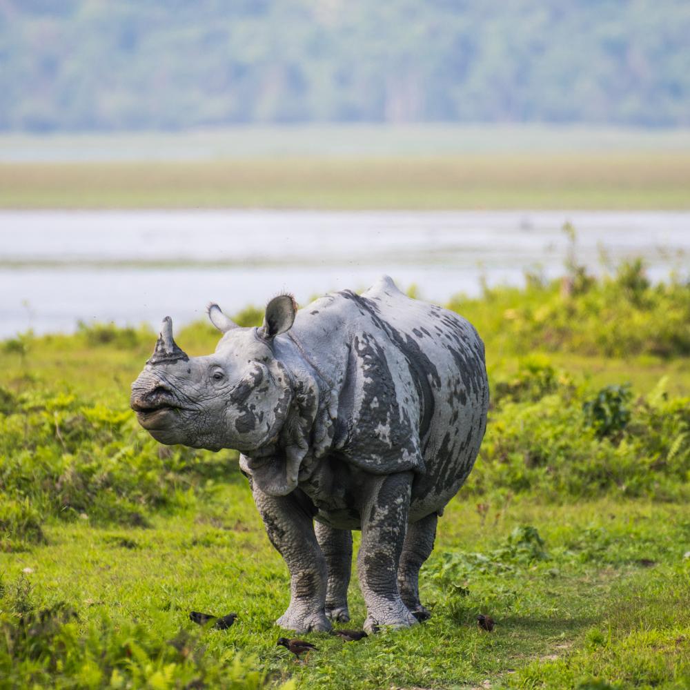 Assam
