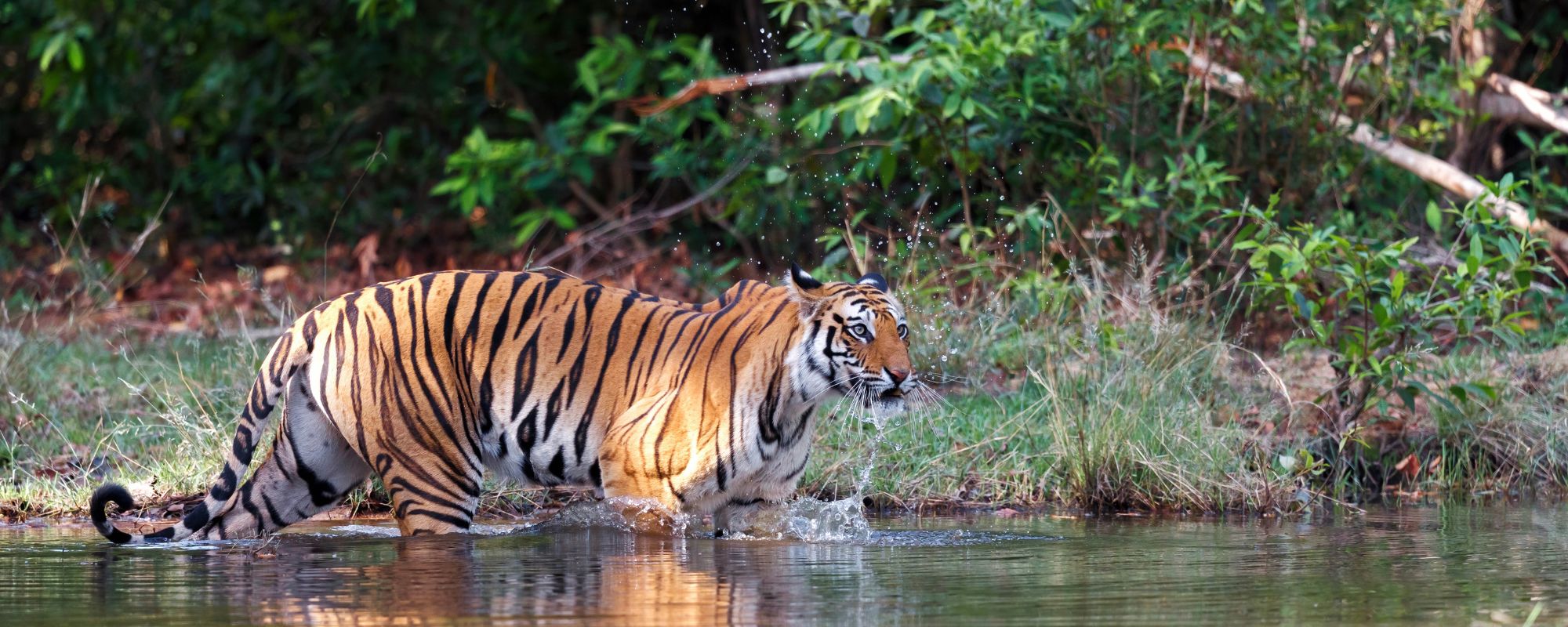 Madhya Pradesh: Temples, Tigers and Tribal Heritage in the Heart of India