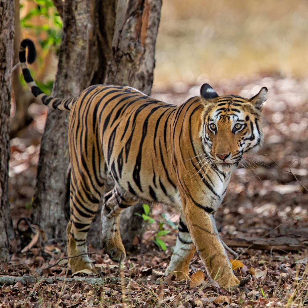 Bandhavgarh