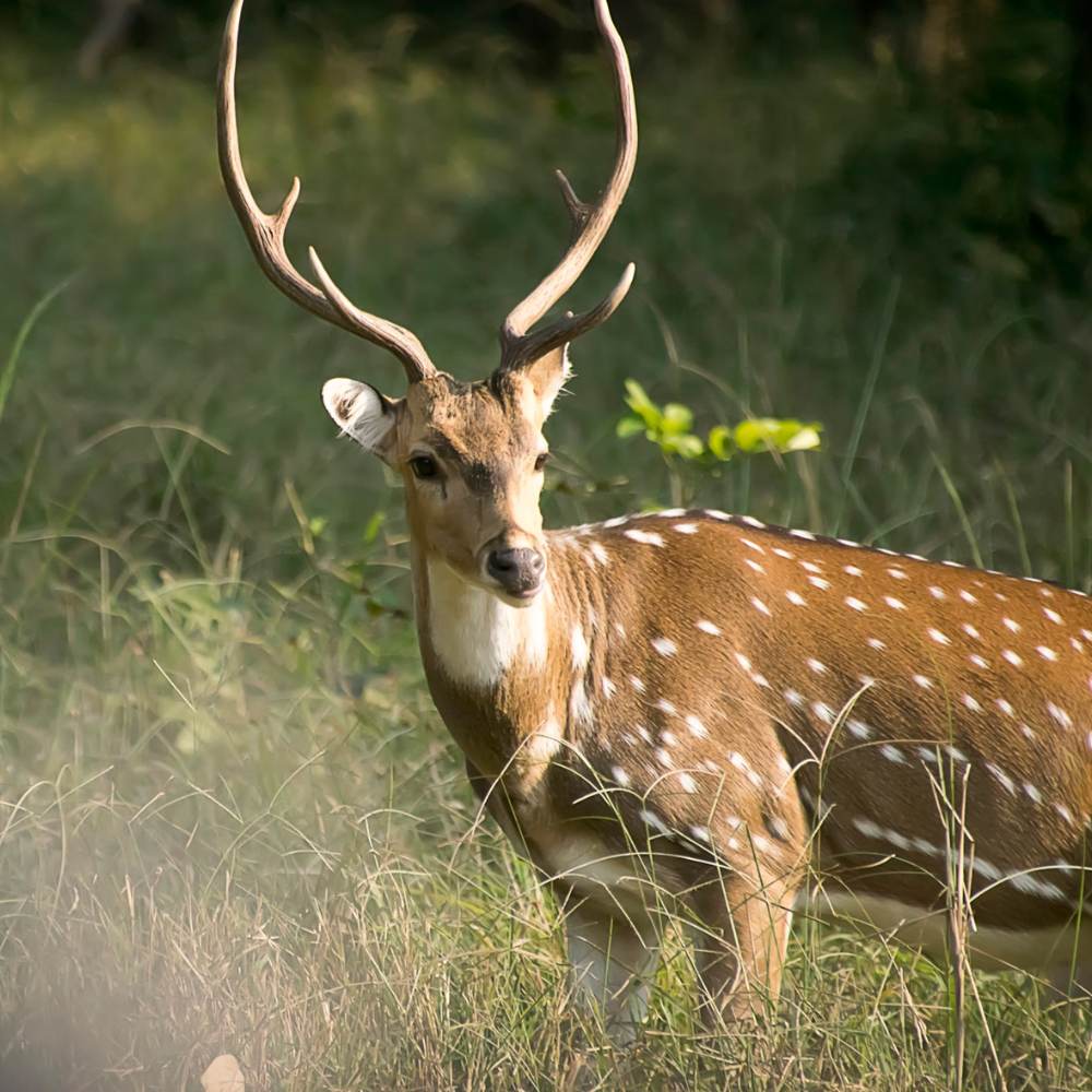 Kanha National Park