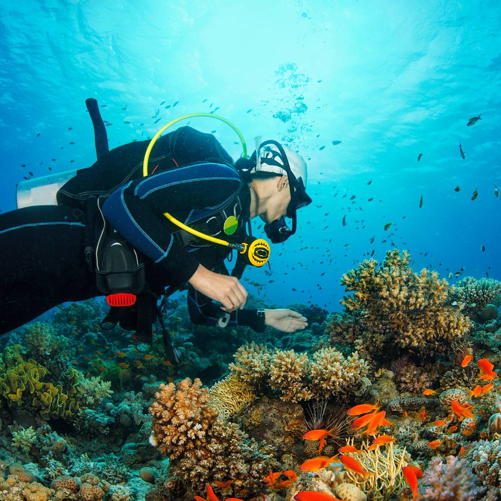 Diving and Marine Experiences in the Andamans