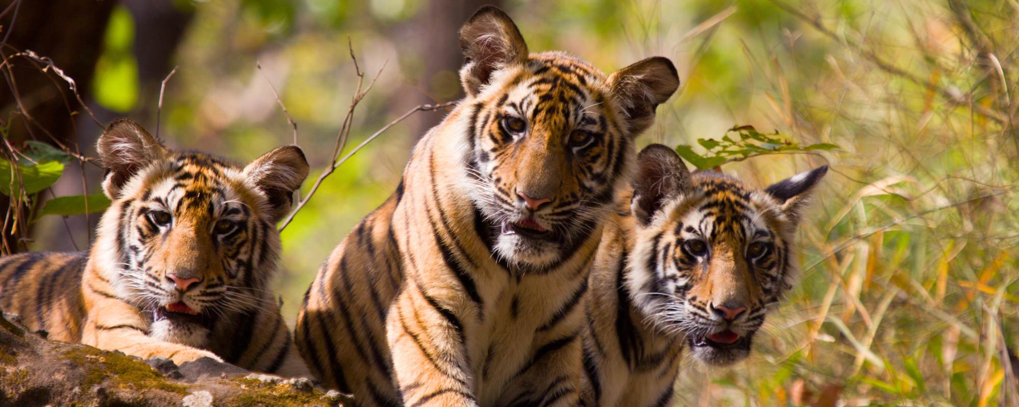The Ultimate India Tiger Safari Guide for Wildlife Travellers