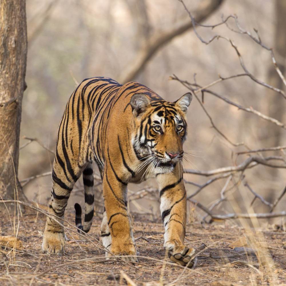 Ranthambore National Park