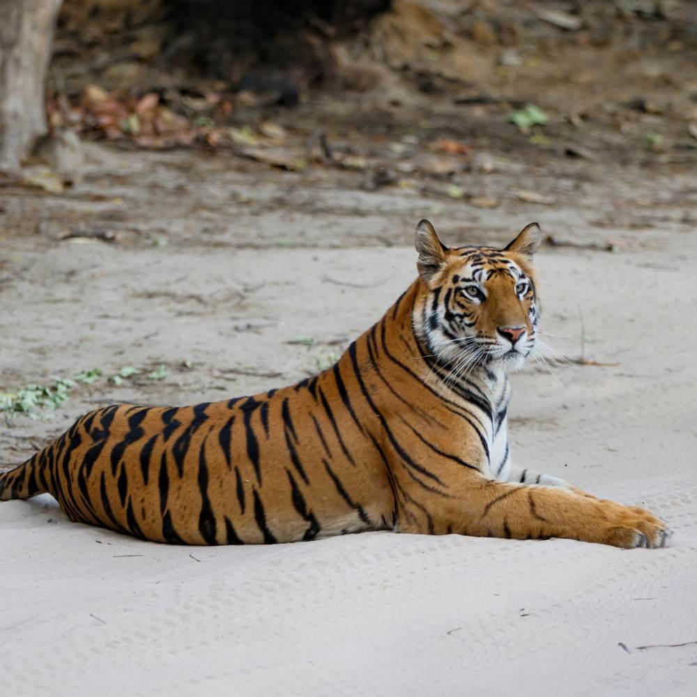Bandhavgarh National Park