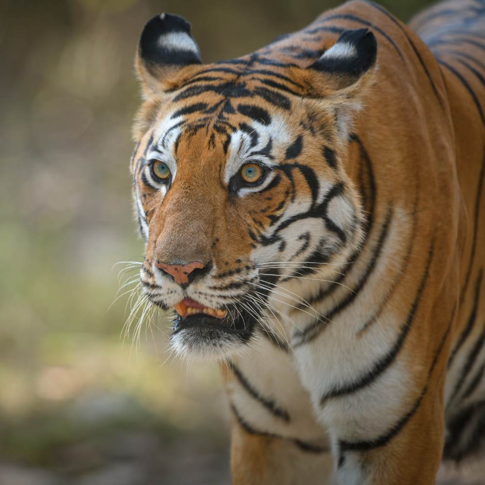 Kanha National Park