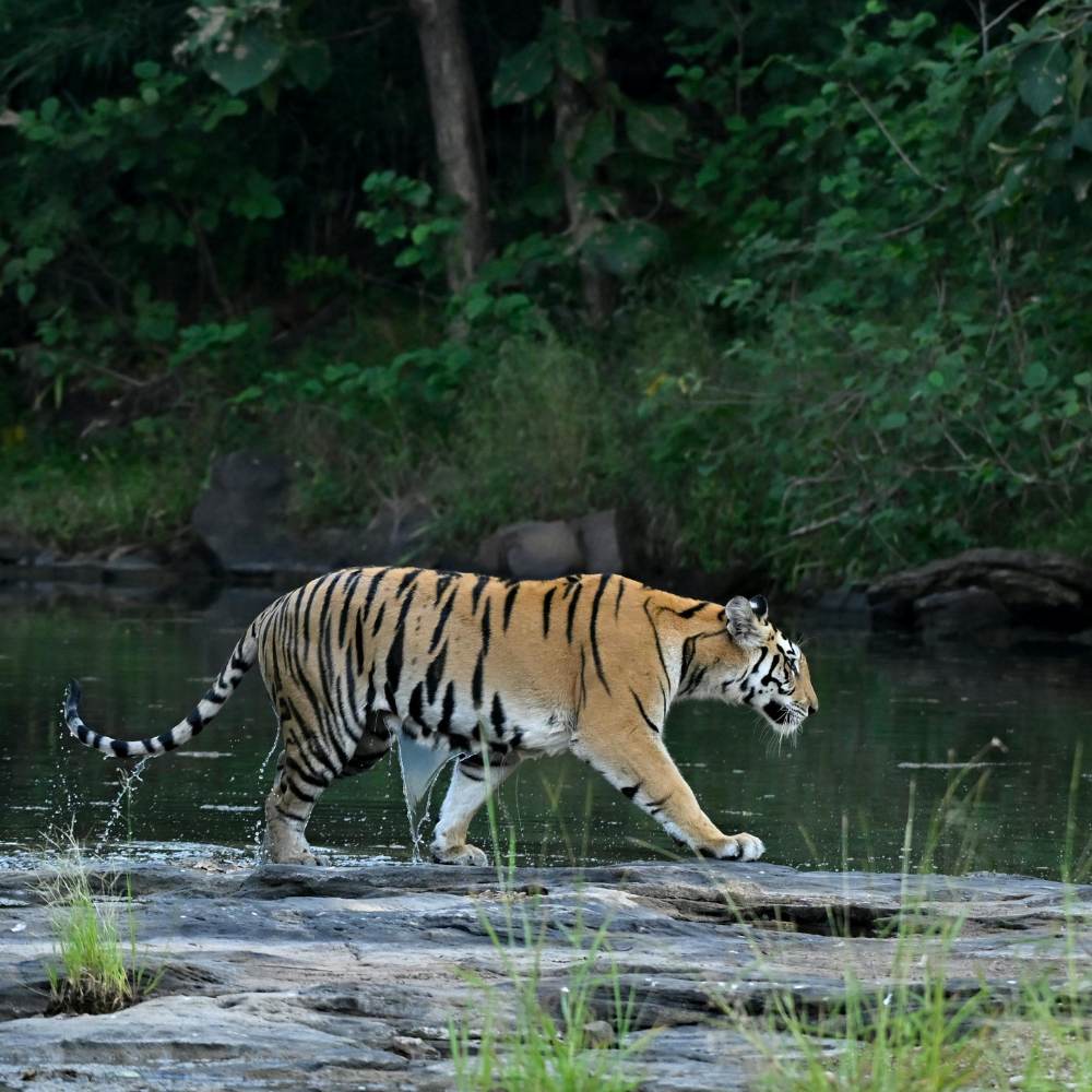 Jim Corbett National Park