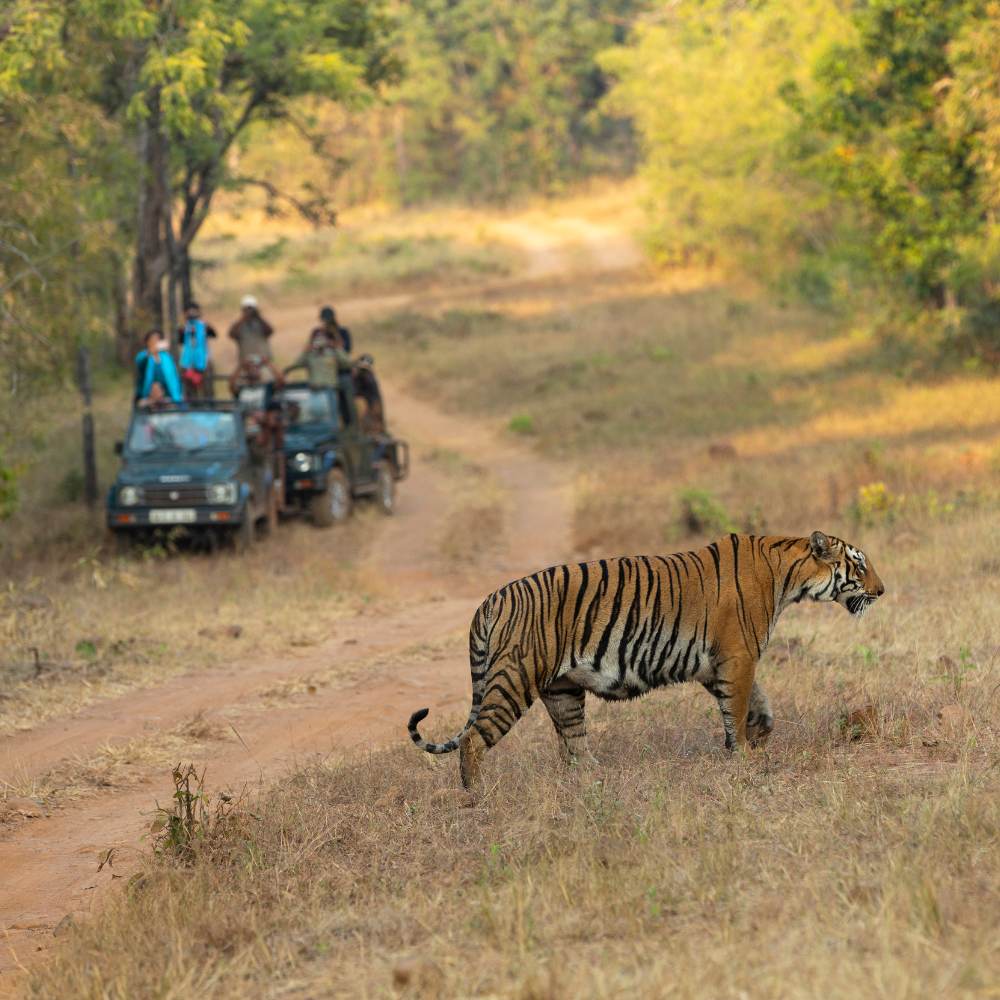 Tadoba-Andhari Tiger Reserve