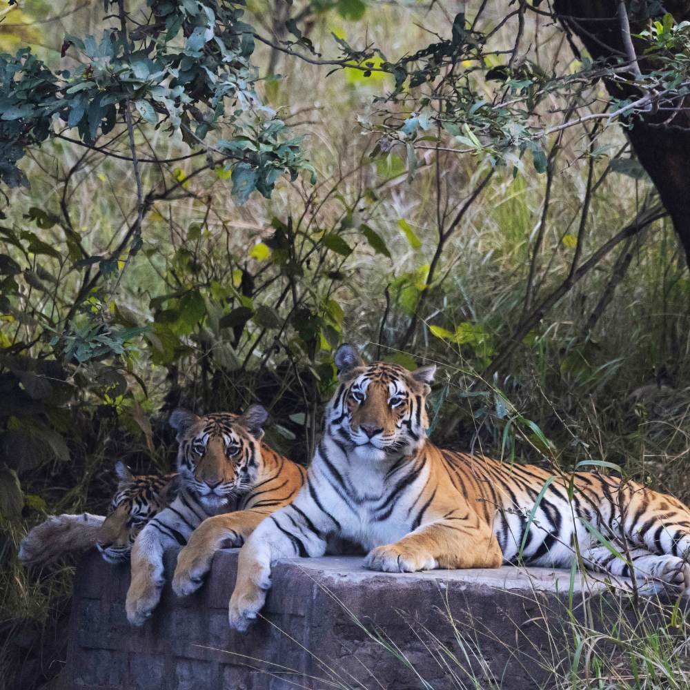 Panna National Park
