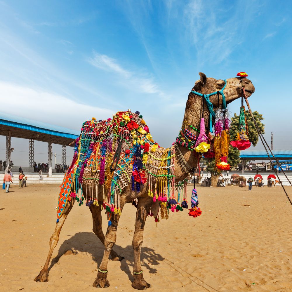 Pushkar Fair