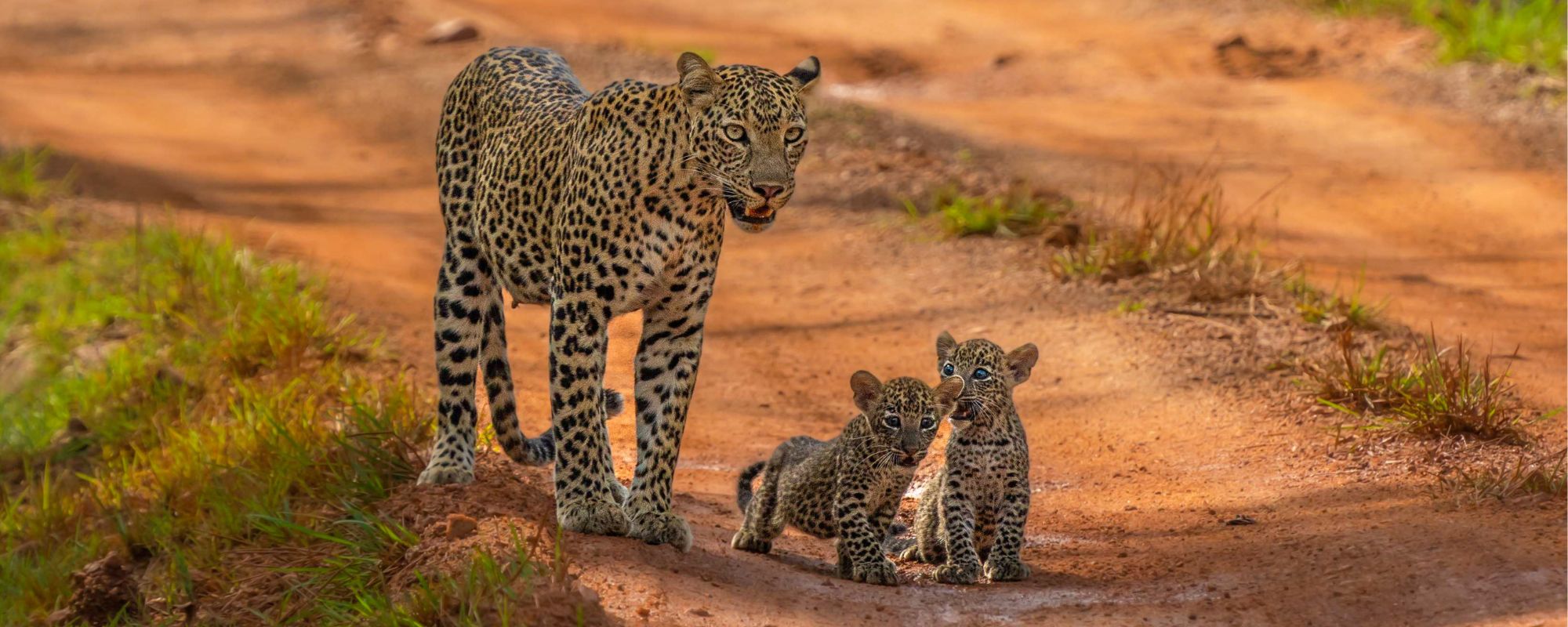 Jawai: Rajasthan's Leopard Hills and the Rabari Who Share Them