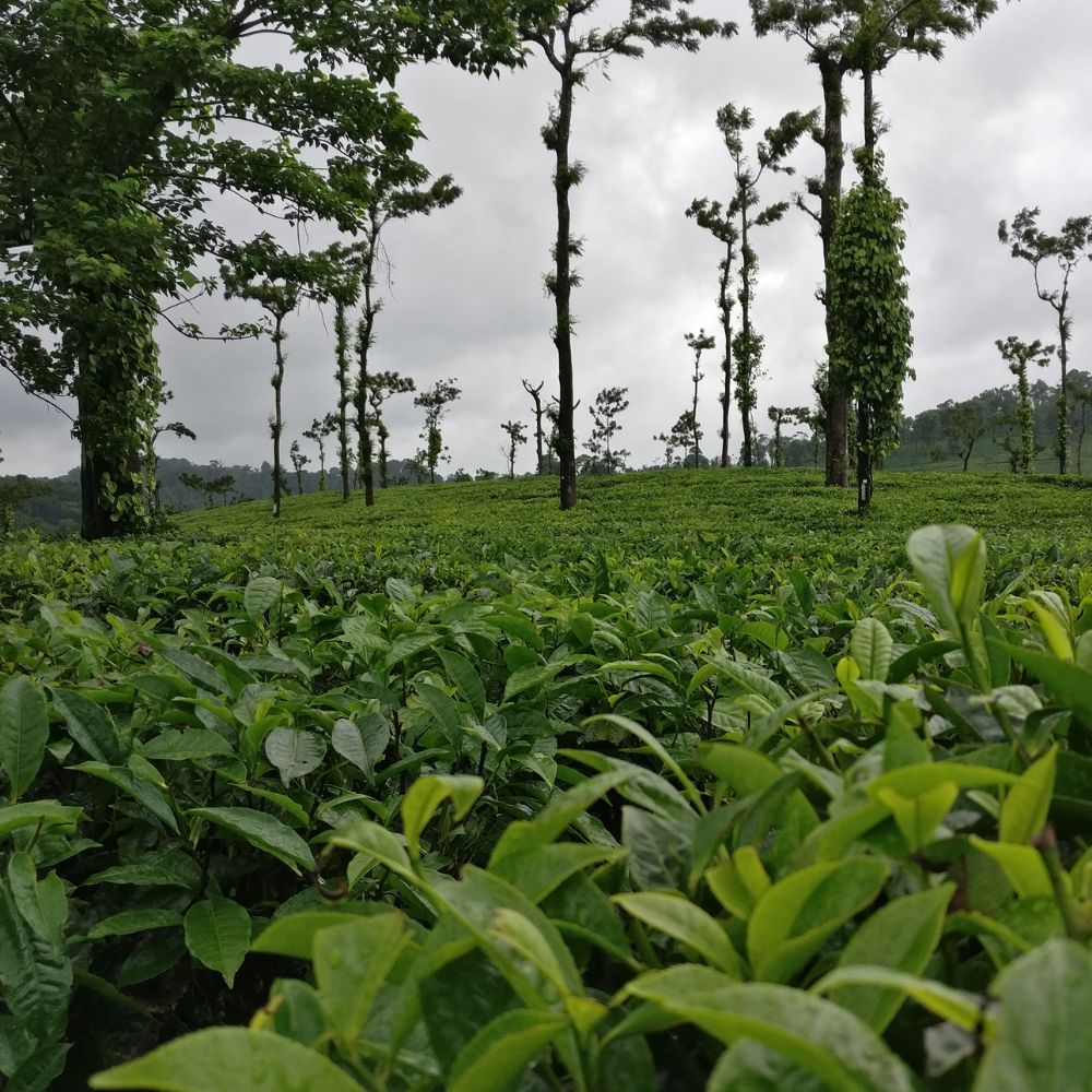 Coorg's Coffee Estates