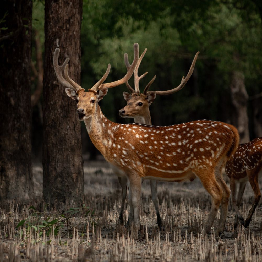 deer standing in a jungle