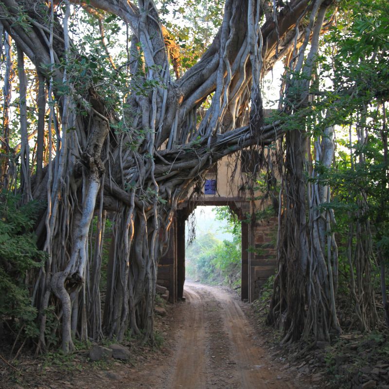 Ranthambore National Park