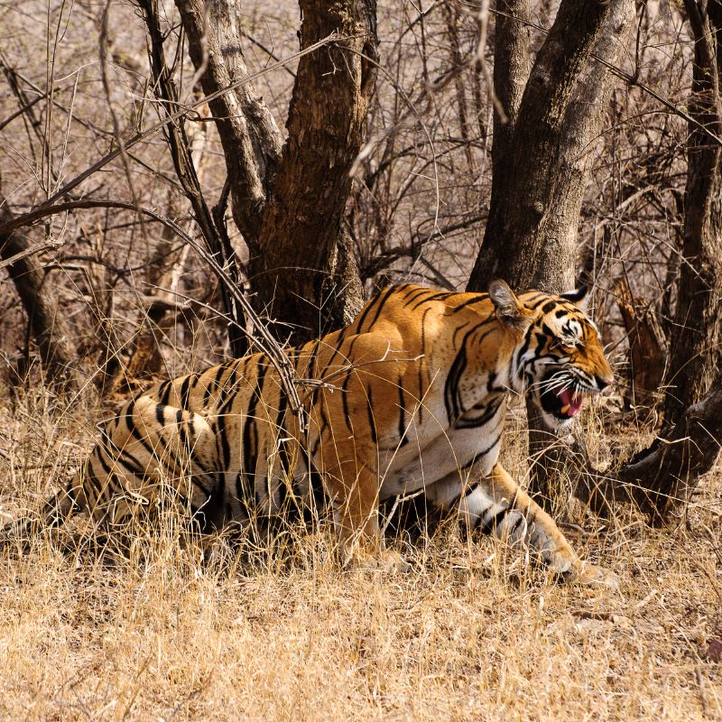 Tiger in the jungle
