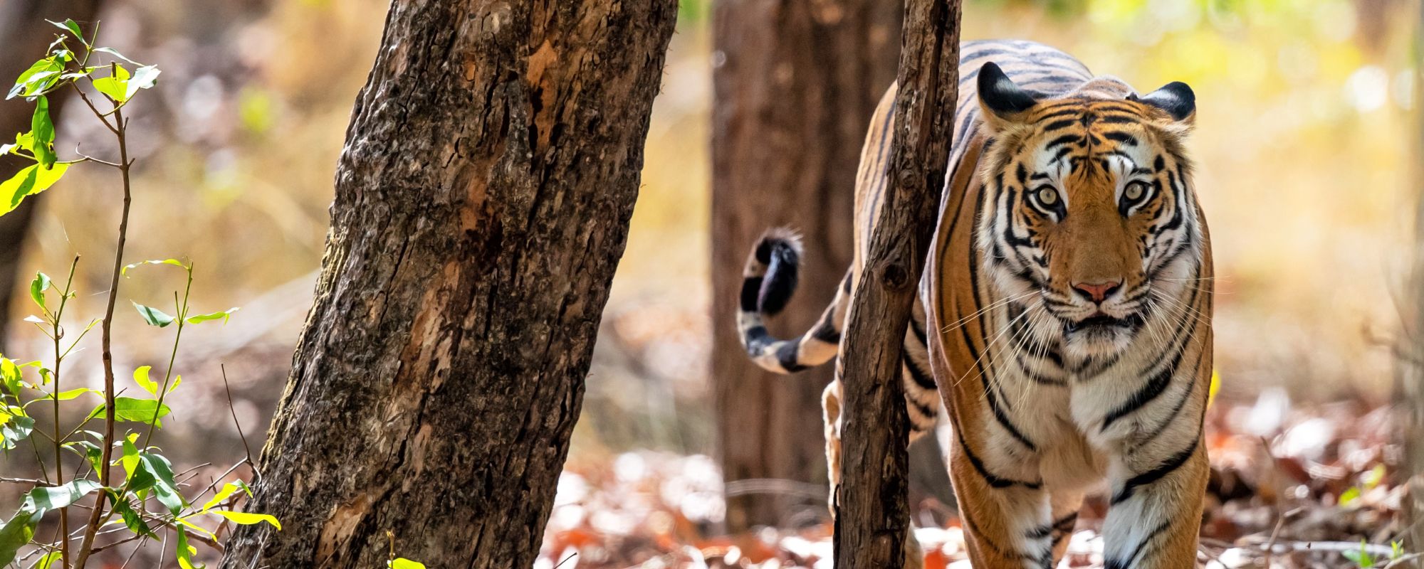 Tiger Safari India: Park-by-Park Zones, Booking Windows and Closed Seasons