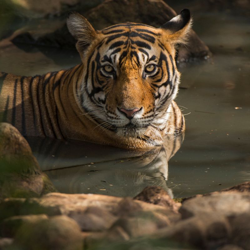 tigers