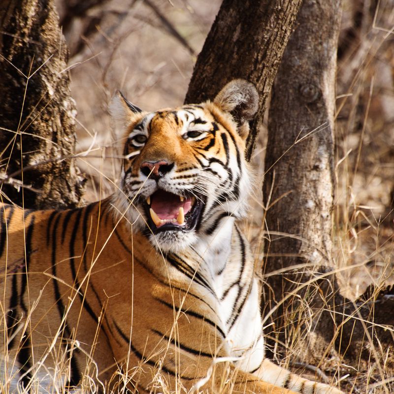 Close shot of a Tiger