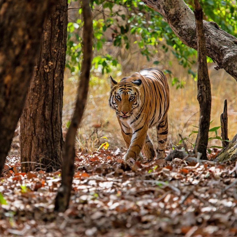 Tiger in Wild Life