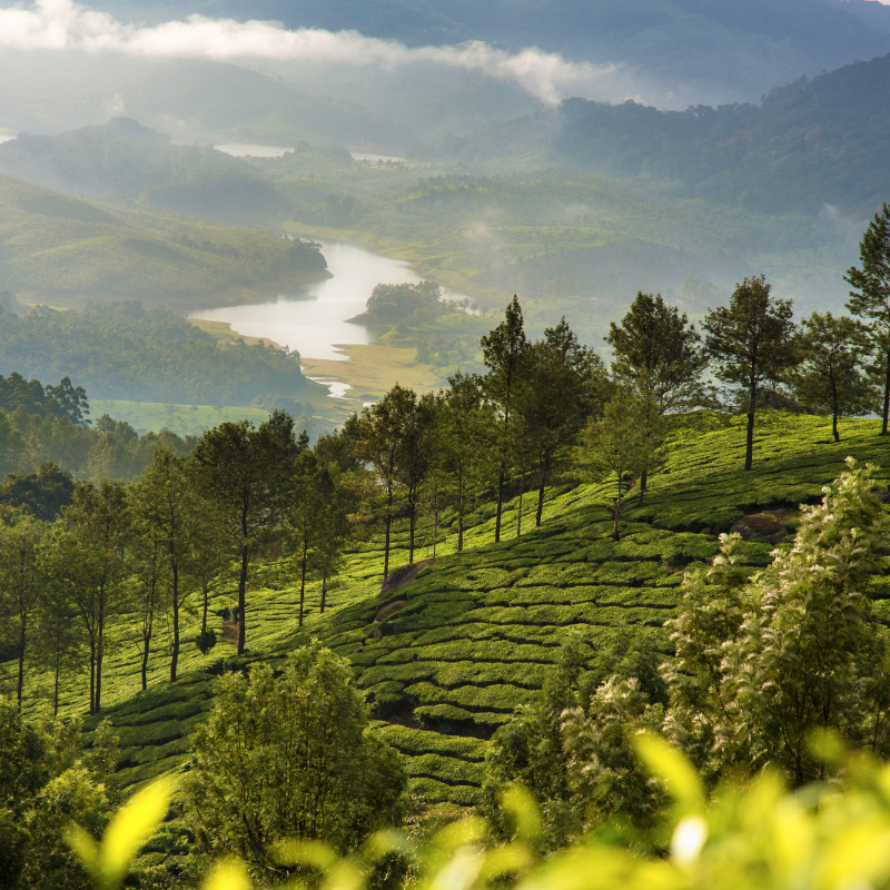 Munnar Hills